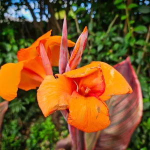 two bright orange canna flowers