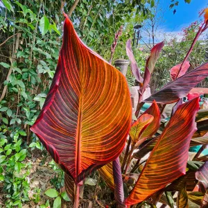 closeup view of canna leaves that are bright orange, burgundy and light green variegated