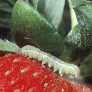 Fruitworm on strawberry