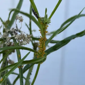 orangey colored oleander aphids munching on narrowleaf milkweed