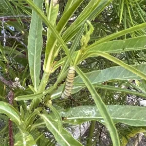 A Monarch caterpillar on narrow-leaf milkweed
