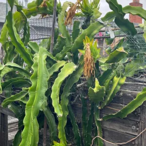 dragonfruit plant growing on a pallet trellis