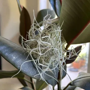 airplant nestled in the leaves of a rubber plant