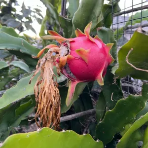 a dragonfruit fruit 
