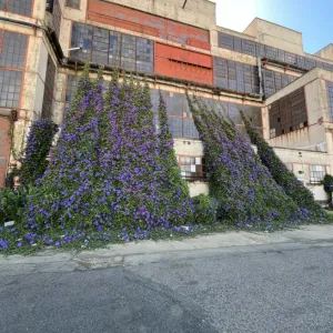 long strands of purple morning glory climb up a trellis