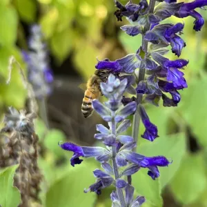 A honeybee sipping nectar off a dark purple salvia flower