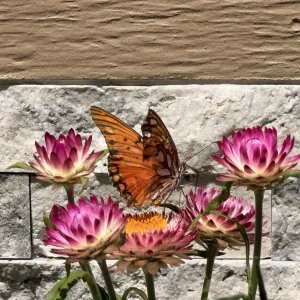 Gulf Fritilary butterfly handing out on bright pink strawflower