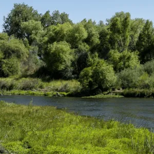 A riparian woodland in the Central Valley