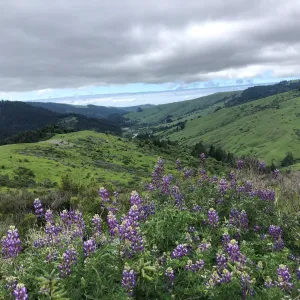 View of a meadow located in the Klamath Mountains