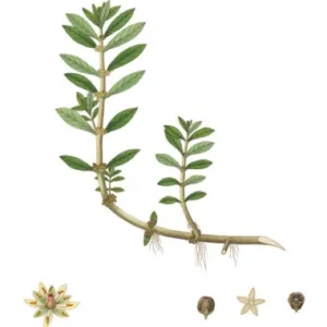 Botanical illustration. Plants of the coast of Coromandel, vol. 2. 1798. Public Domain - Released by Roxburgh W./via Wikimedia Commons