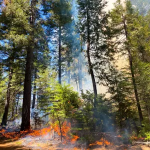 Prescribed fire burning the understory of a mixed-conifer forest.