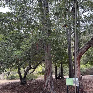Catalina ironwood tree