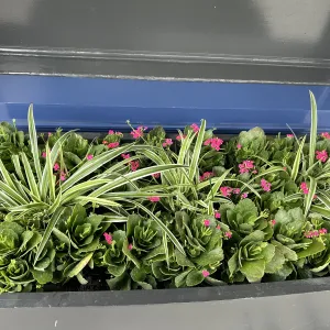 Catalina planter with spider plants and kalanchoe plants within