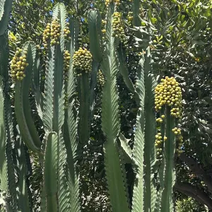 tall euphorbia plants