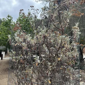 Saint Catherine's Lace plant