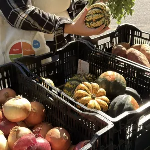 A person picking up a squash from a table that has crates of different fruit and vegetable crates. The person is holding a tote bag that has the MyPlate logo.
