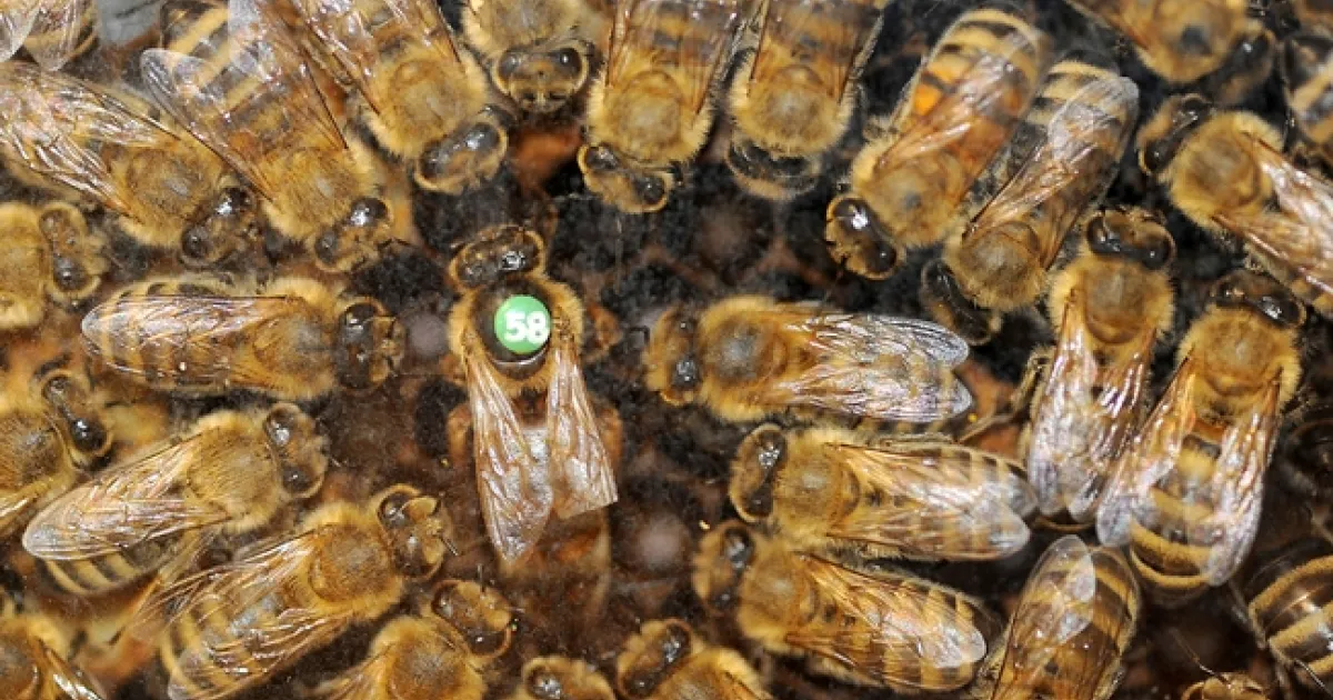 Those 'Immoral' Honey Bee Queens | Bug Squad