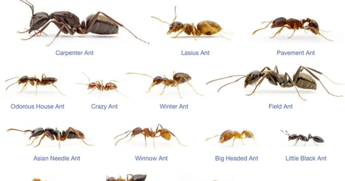 all types of ants images