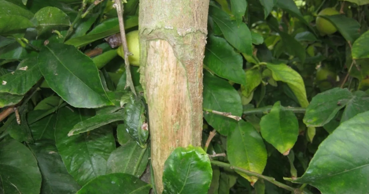 Rattus rattus | UC Agriculture and Natural Resources