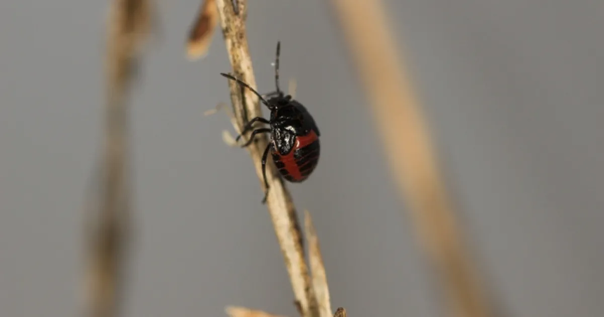 Observations on some behaviors of the Bagrada bug | E-Journal of ...