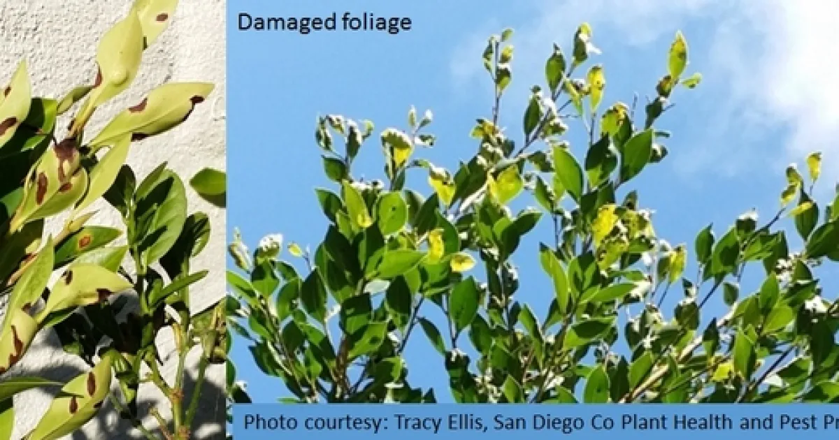 New invasive pest, the ficus eye-spot midge, Horidiplosis ficifolii in ...