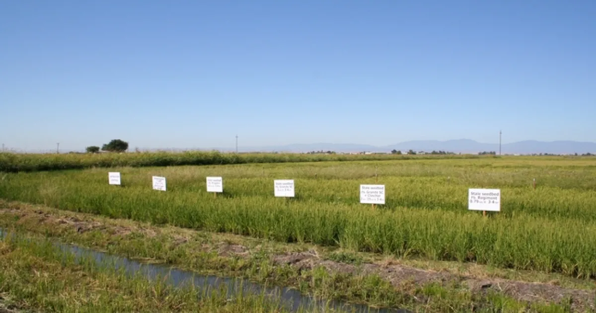 Correction to Rice Farming Magazine Specialist Speaking article | UC ...