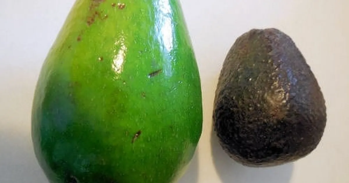 HASS様 Hass or Haas Avocado? | Topics in Subtropics