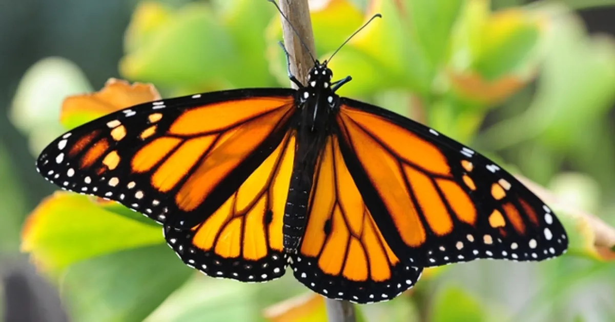 Butterfly Summit Features UC Davis Expert Art Shapiro | Bug Squad
