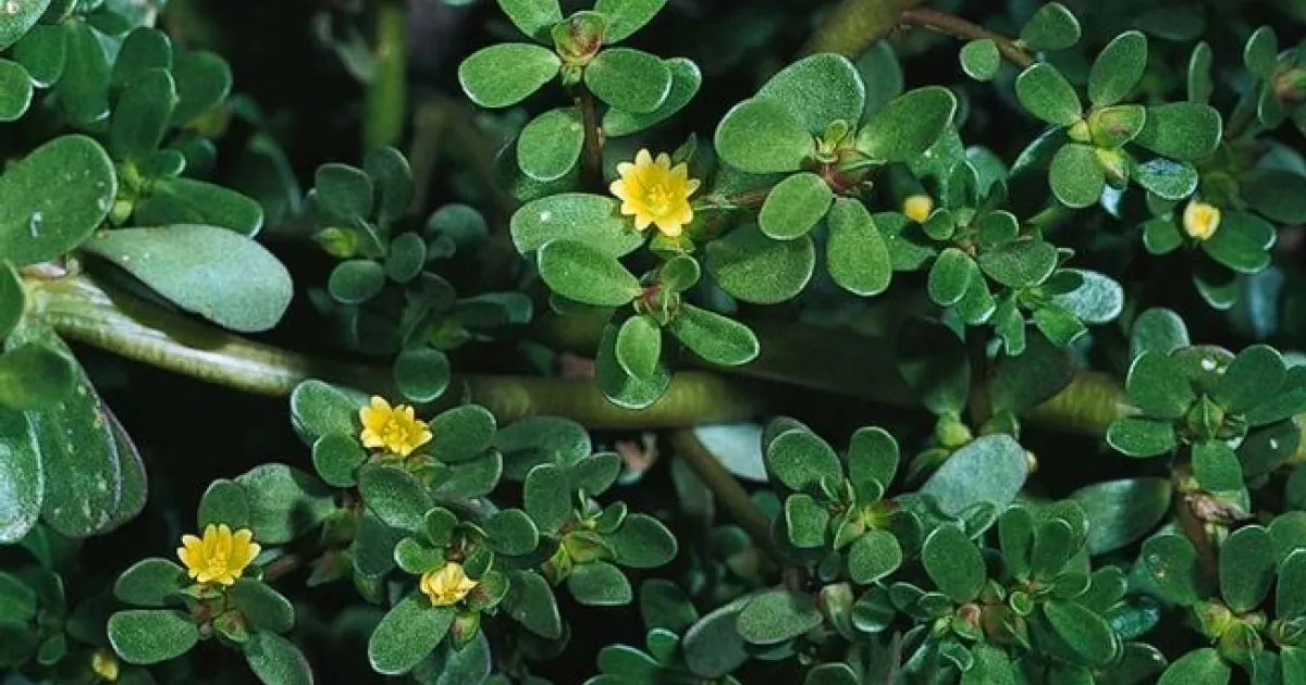 Purslane