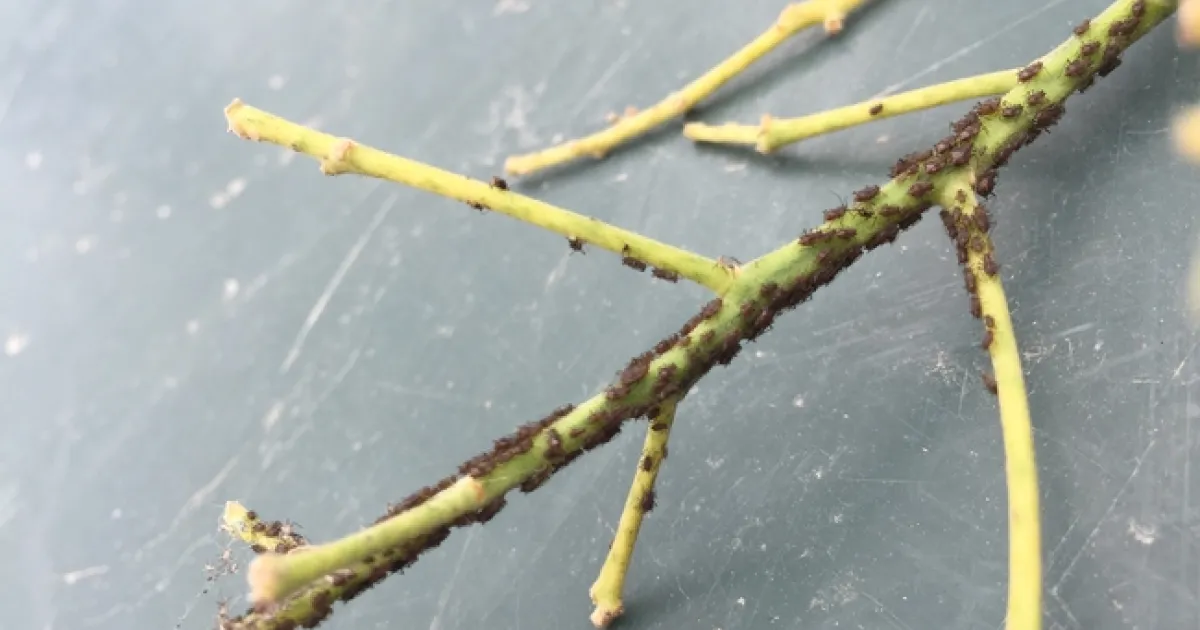 Avocado Aphids? | UC Agriculture and Natural Resources