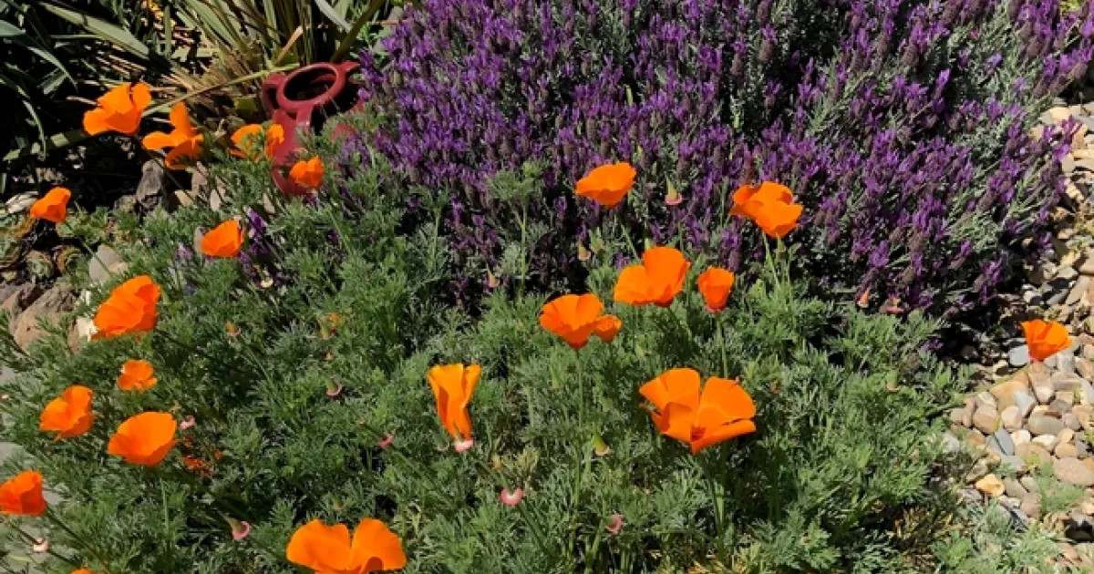 Guess I REALLY Like Purple | Under the Solano Sun