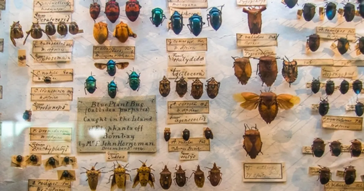 Real Bug Collection Bug Collection Basics Workshop May 14, 2019 | The Stanislaus Sprout