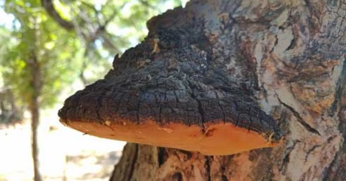 Wood Decay Fungi in Landscape Trees | Pests in the Urban Landscape