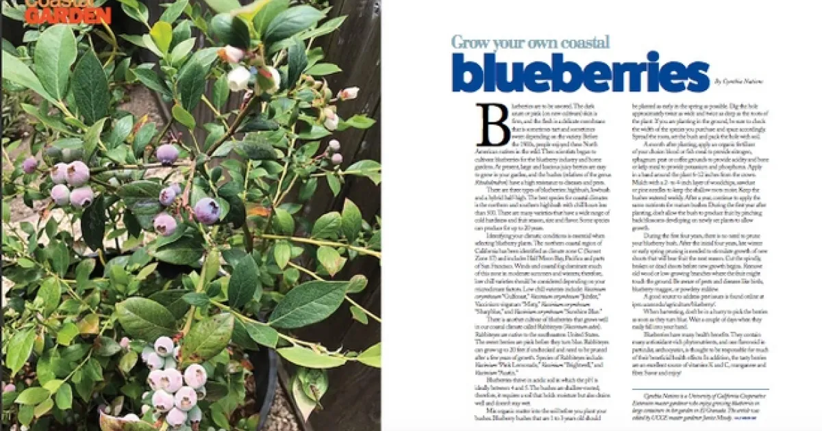 Growing Blueberries Coastside | UC Master Gardeners of San Mateo & San  Francisco Counties