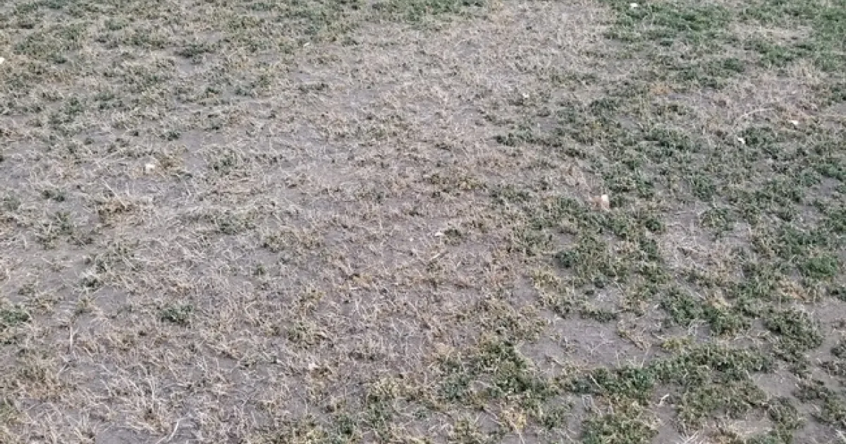 I'll be BACK” - Managing Blue Alfalfa Aphids in Alfalfa | Alfalfa