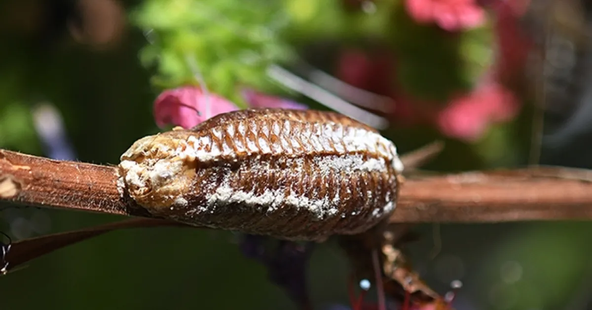 A Little Brown, Carefully Wrapped Package in the Garden | Bug Squad