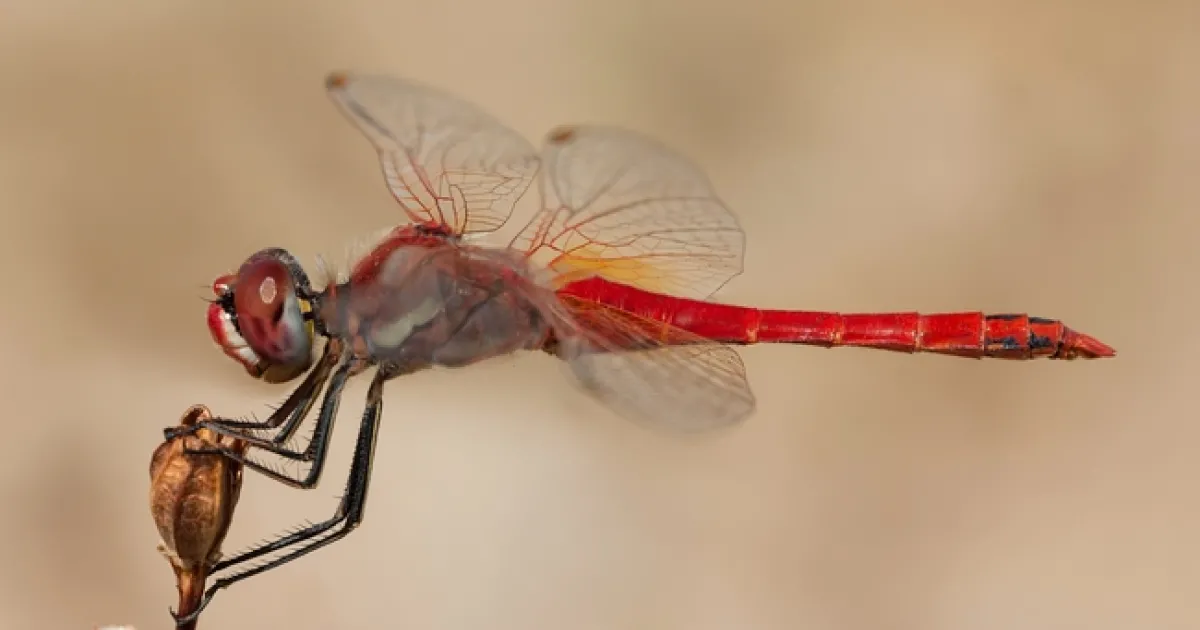 Dragonflies in the skies | UC Cooperative Extension, Ventura County