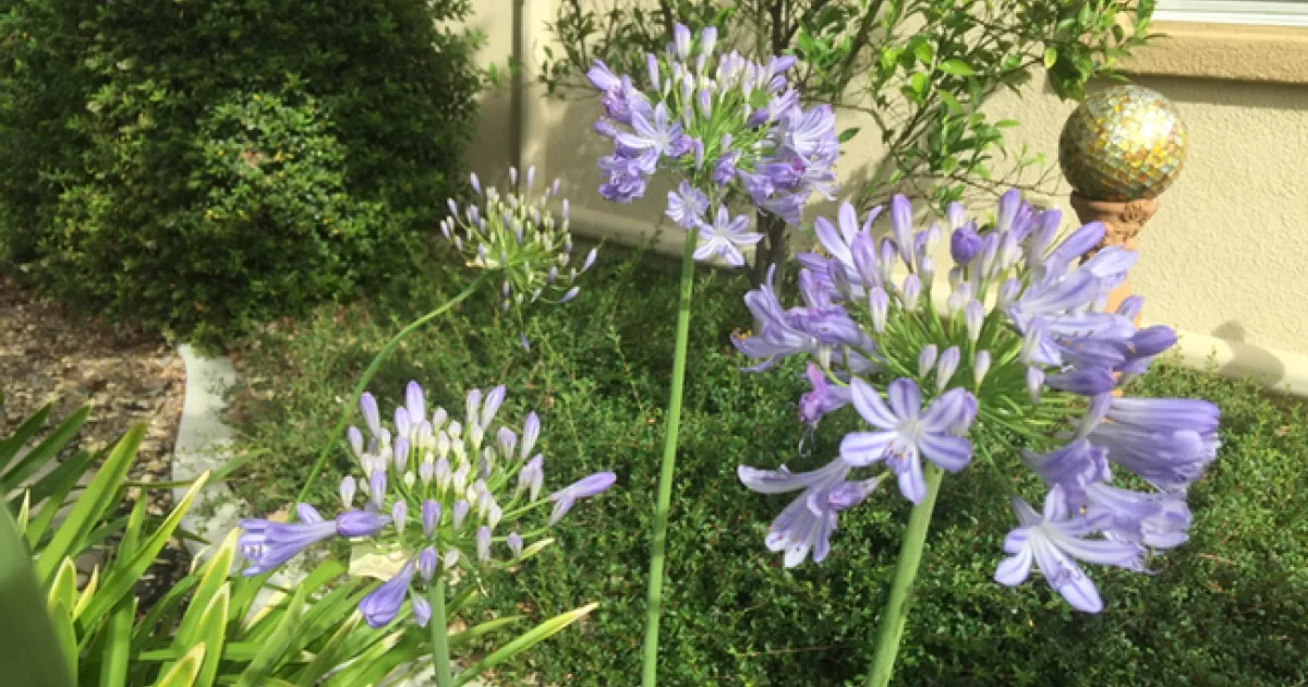 Through the Garden Gate: Agapanthus, aka Peter Pan Lily, aka Lily of