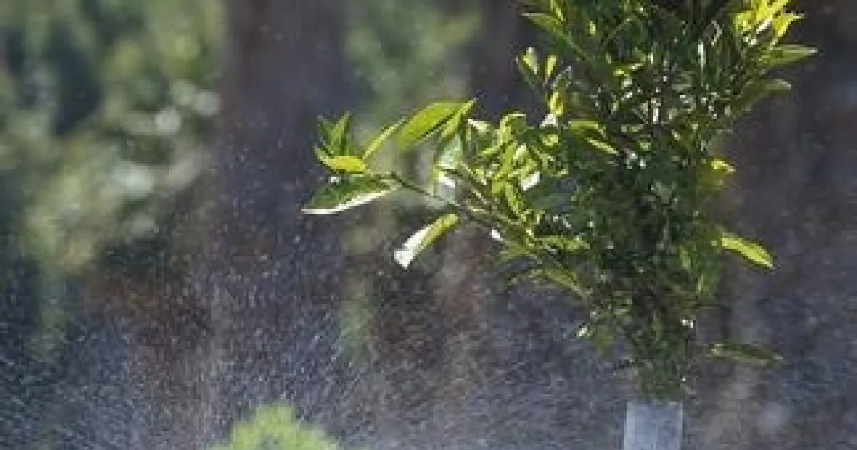 Water Water Water, but How to Make Sure it Gets to the Tree | Topics in ...