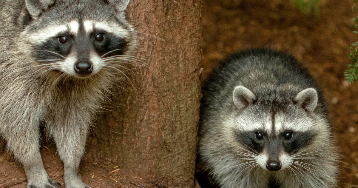 Keeping Varmints at Bay | UC Marin Master Gardeners