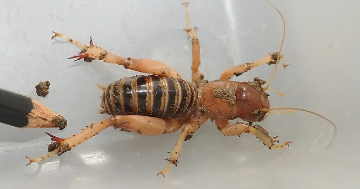This Is NOT an Asian Giant Hornet | Bug Squad