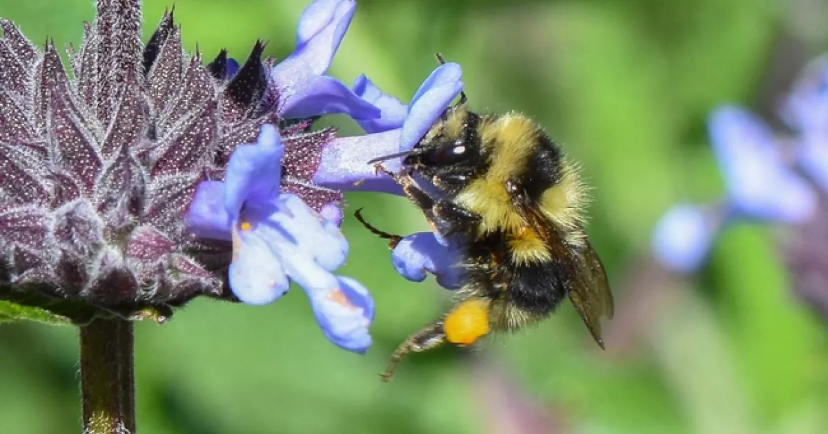 Bumble Bees in the Garden | The Real Dirt