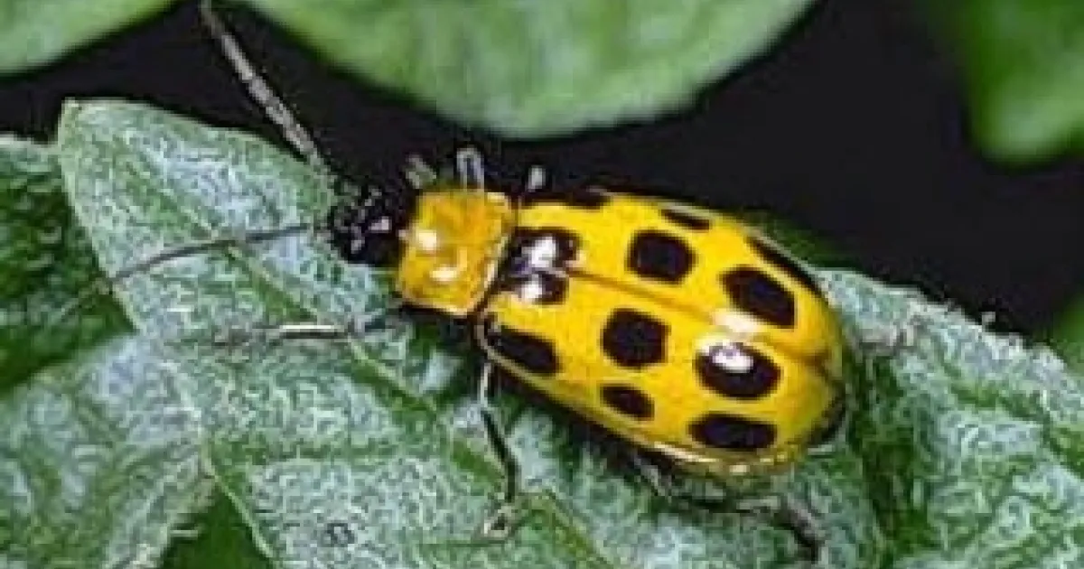 Green Creepy Crawlies in the Garden | UC Agriculture and Natural Resources