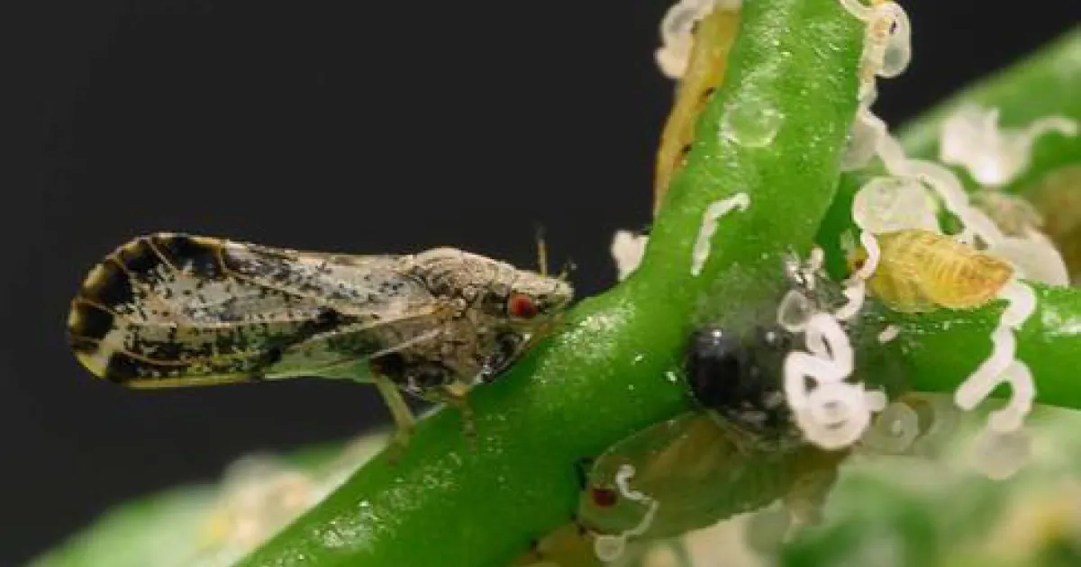 mgsantaclara.ucanr.edu