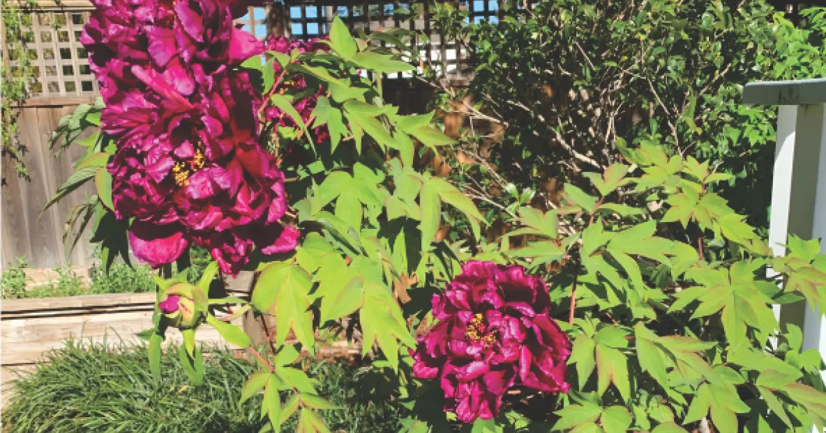 Tree Peonies | Spill the Beans