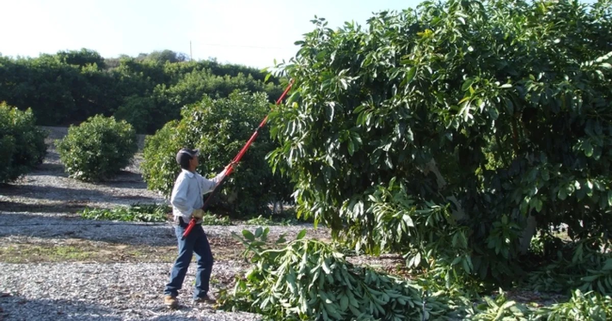 Avocado Tree Pruning Worldwide Uc Agriculture And Natural Resources