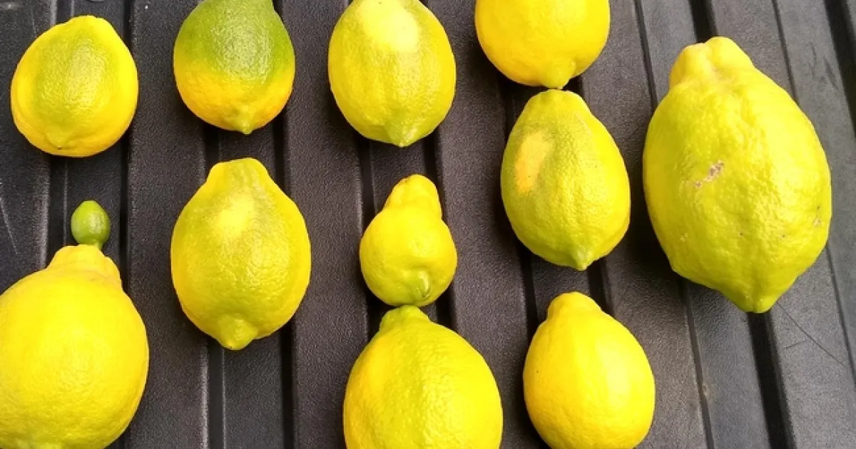 Lemon Sheepnose | Topics in Subtropics
