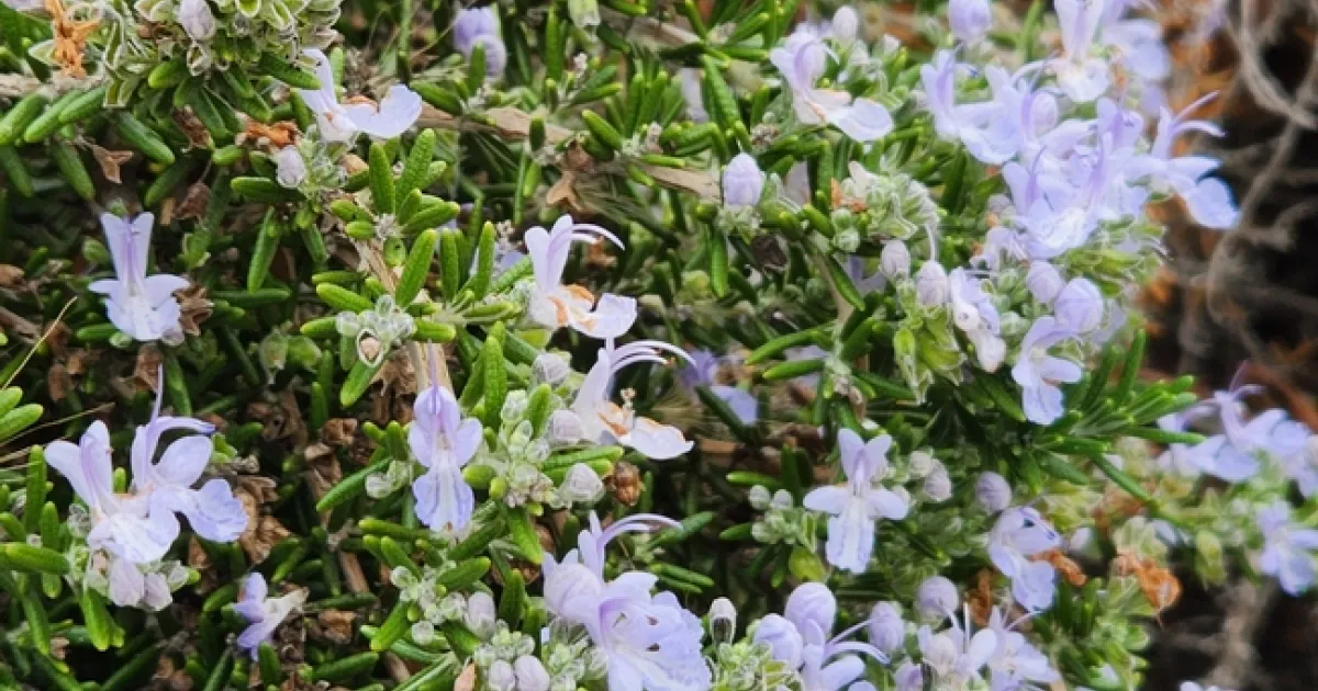 Rosemary | UC Master Gardeners- Diggin' it in SLO
