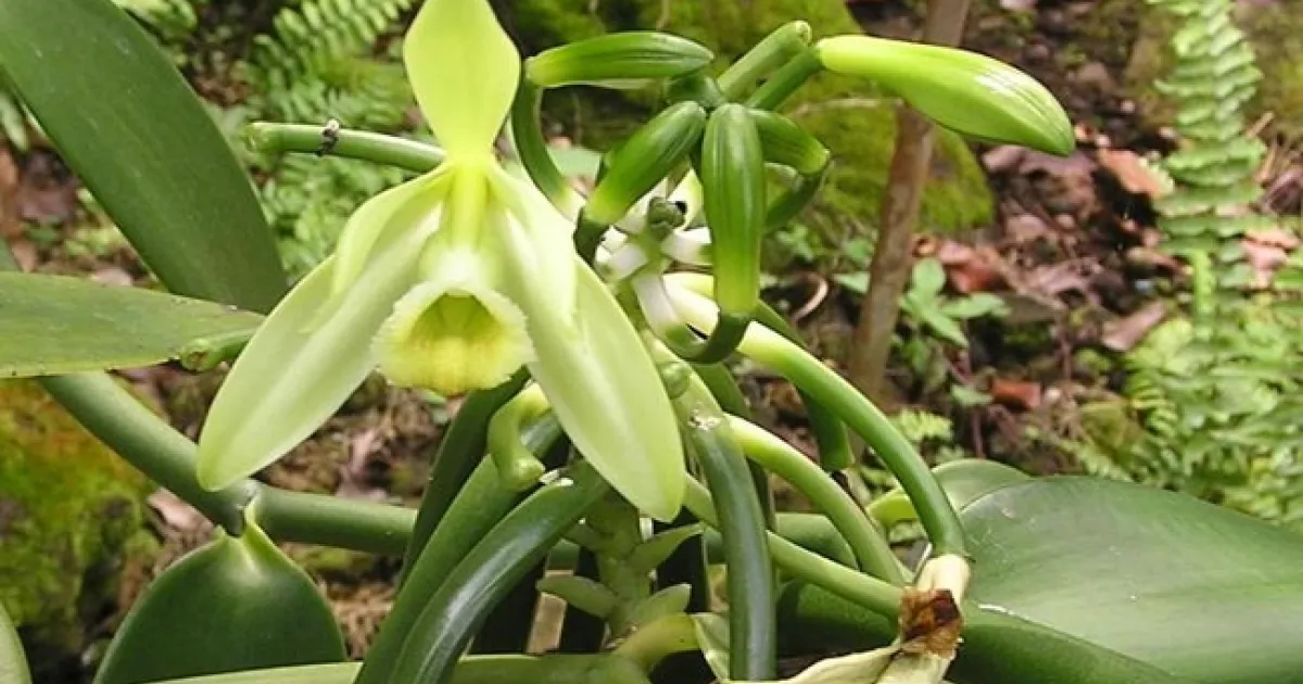 Herb Study - Vanilla | UC Agriculture and Natural Resources
