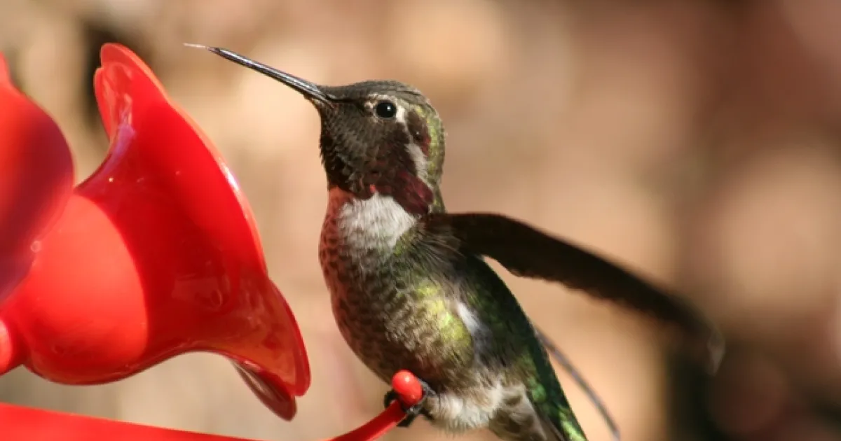 Hummingbirds – Fairies of Our Gardens | The Stanislaus Sprout